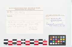 Etiketten zu Bronzeknopf (NHMW-PRAE-024165a)